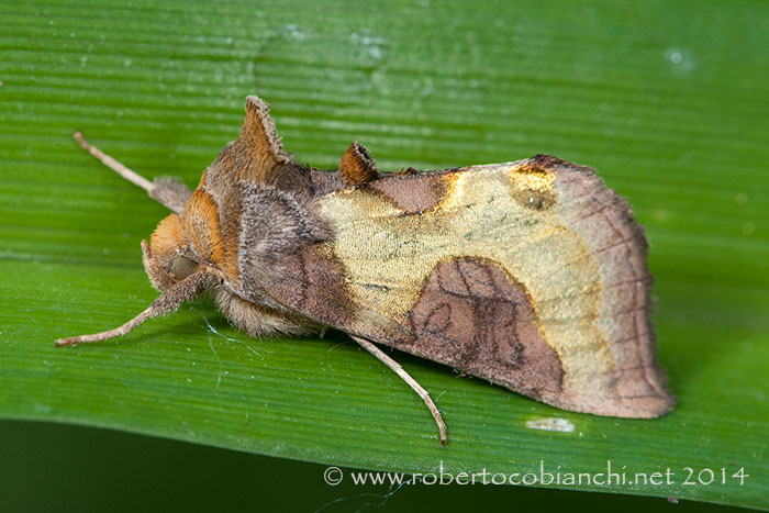 Falena da identificare